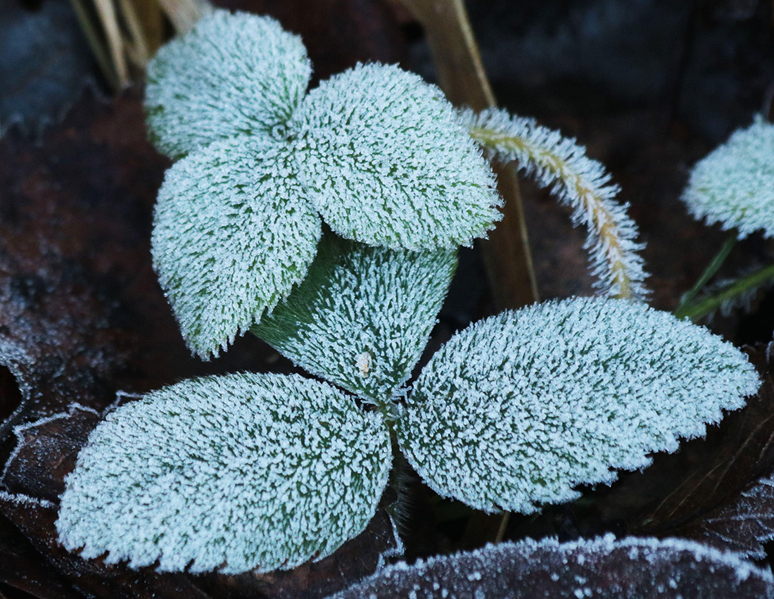 Image of Fragaria moschata specimen.