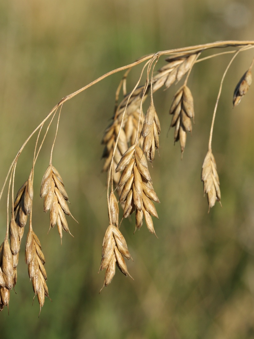 Изображение особи Bromus secalinus.