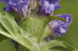 Prunella japonica