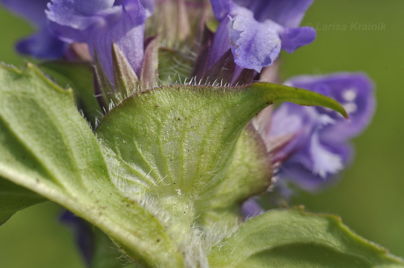 Изображение особи Prunella japonica.