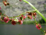 Rumex arifolius. Боковая ветвь с незрелыми плодами. Красноярский край, Ермаковский р-н, парк \"Ергаки\", окр. оз. Тушканчик, субальпийский луг. 24.07.2012.