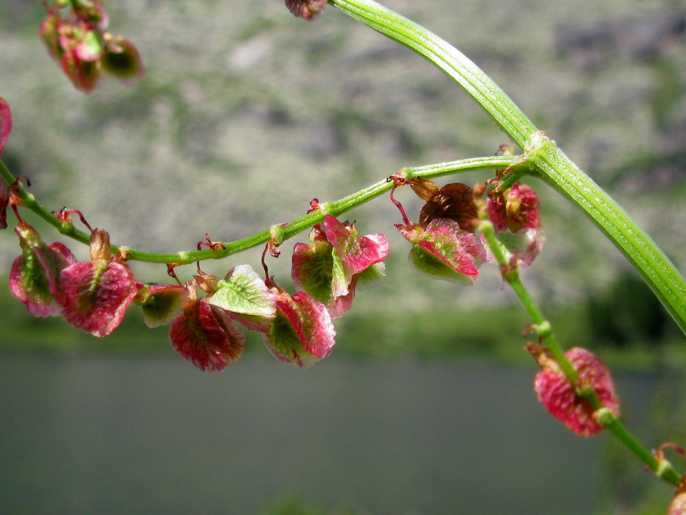 Image of Rumex arifolius specimen.