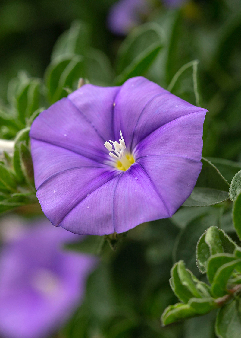 Image of Convolvulus sabatius ssp. mauritanicus specimen.