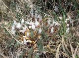 Astragalus humilis