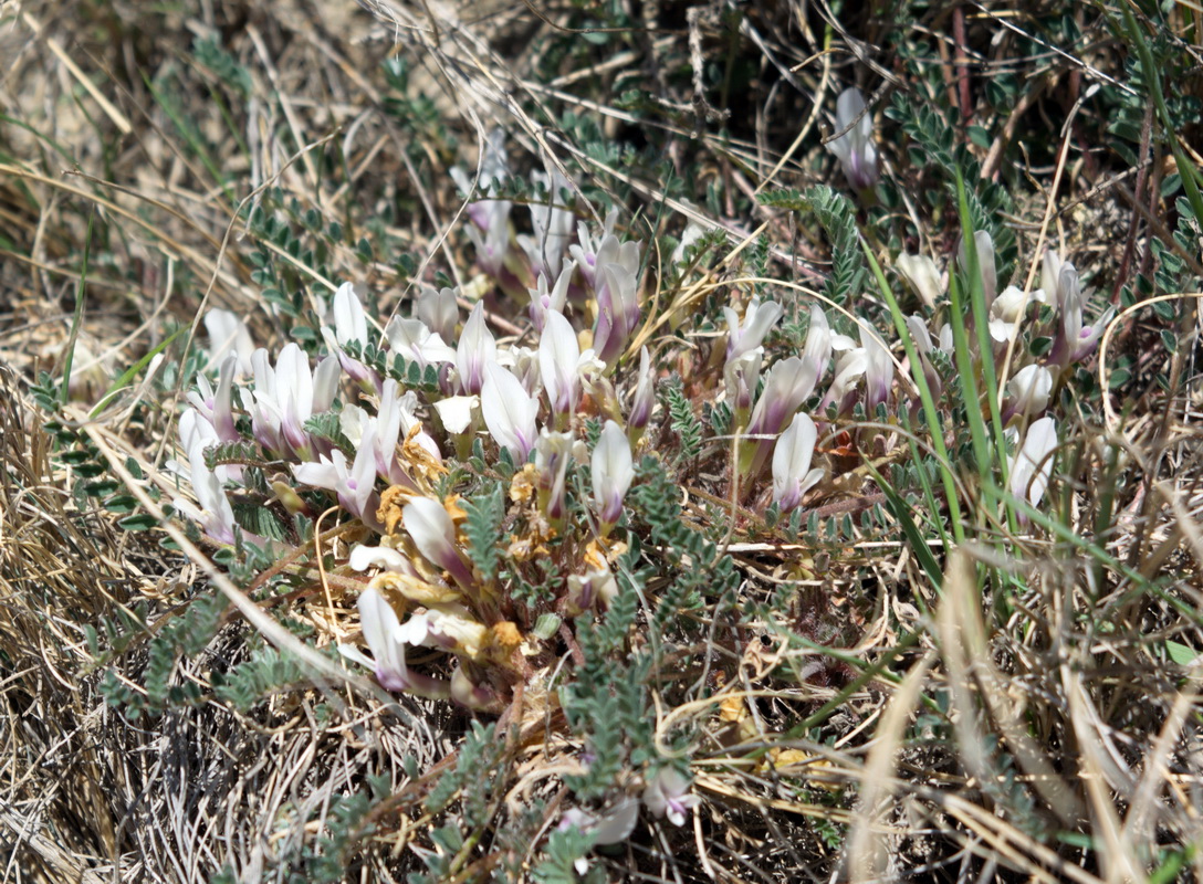 Image of Astragalus humilis specimen.