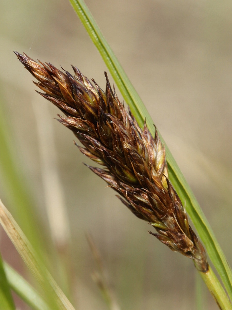 Изображение особи Carex appropinquata.