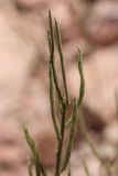 Image of specimen
