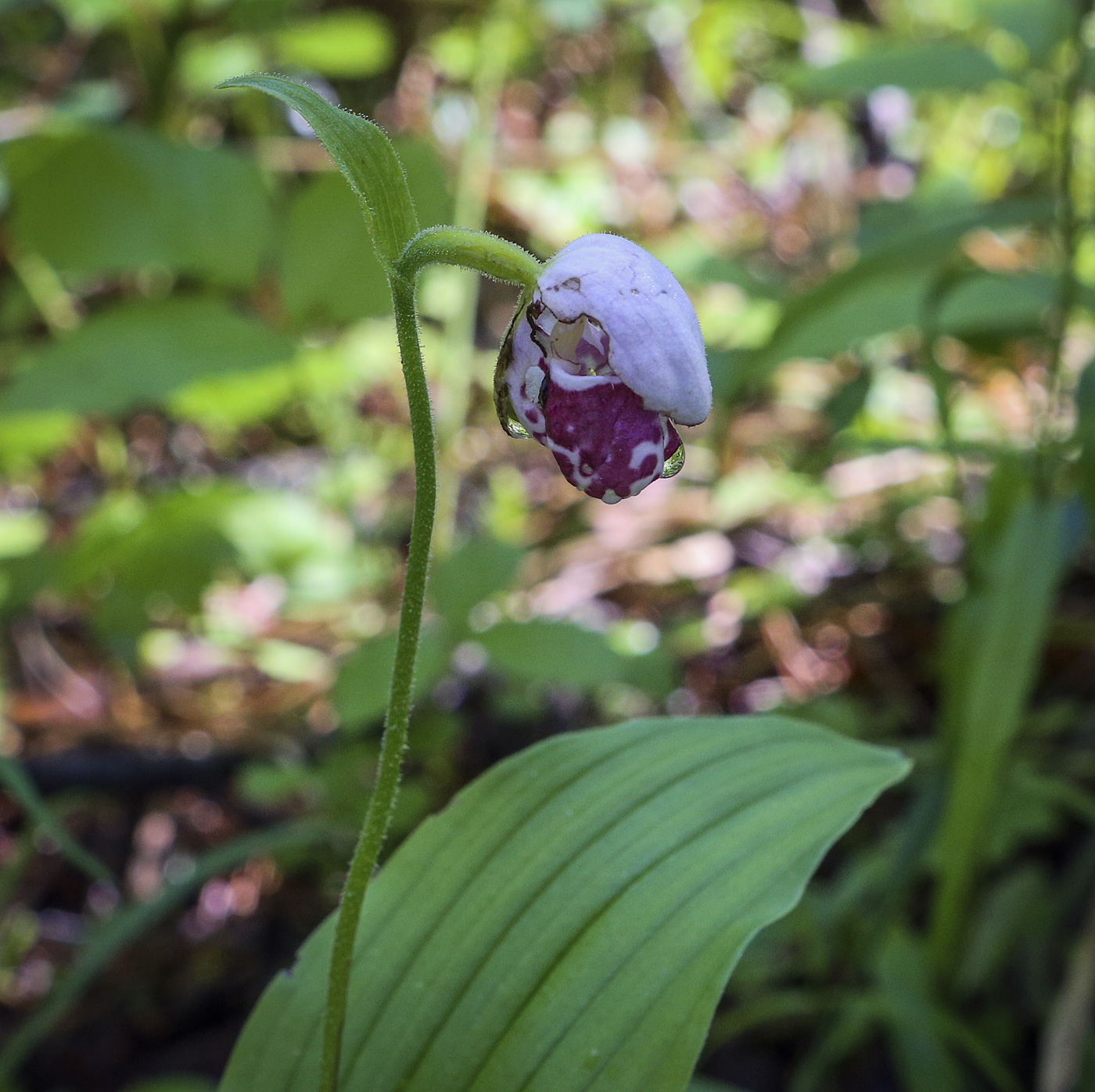 Image of Cypripedium guttatum specimen.