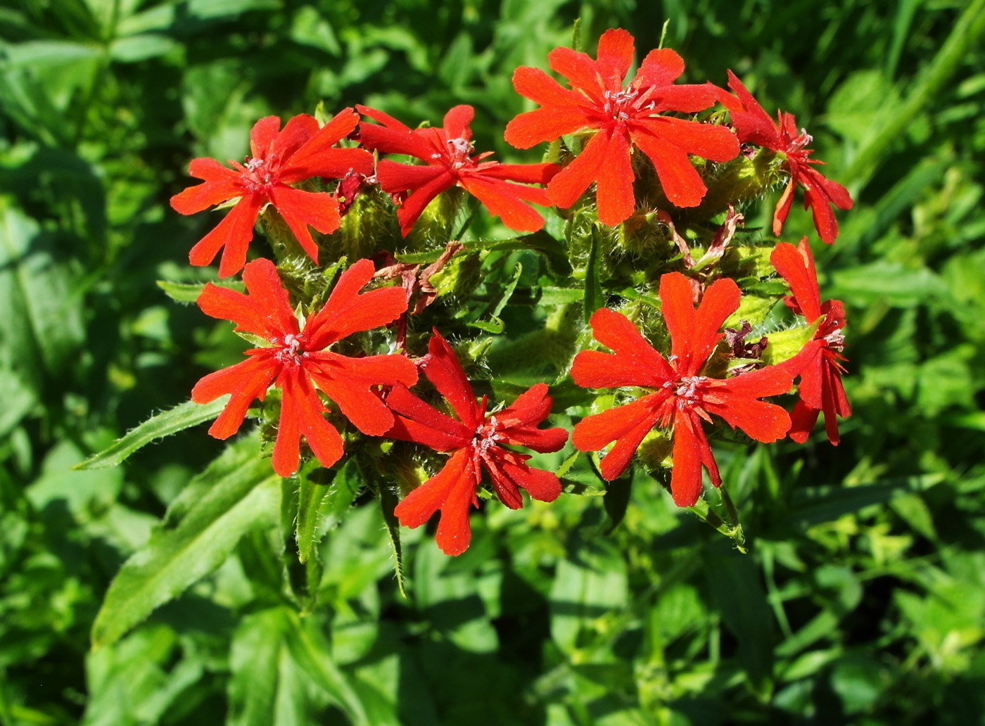 Изображение особи Lychnis chalcedonica.