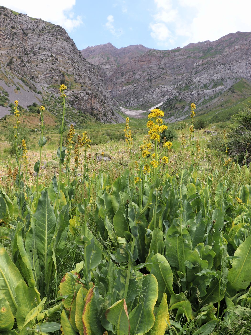 Image of Ligularia heterophylla specimen.