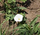 Convolvulus arvensis. Цветок, бутон и листья. Республика Ингушетия, Джейрахский р-н, окр. башен Пялинг, выс. 1540 м н.у.м., луг в перемежку с каменистыми участками. 20 июня 2022 г.