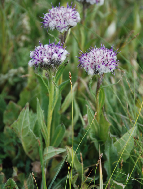 Image of Saussurea pseudoalpina specimen.
