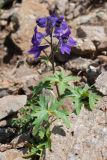 Delphinium caucasicum