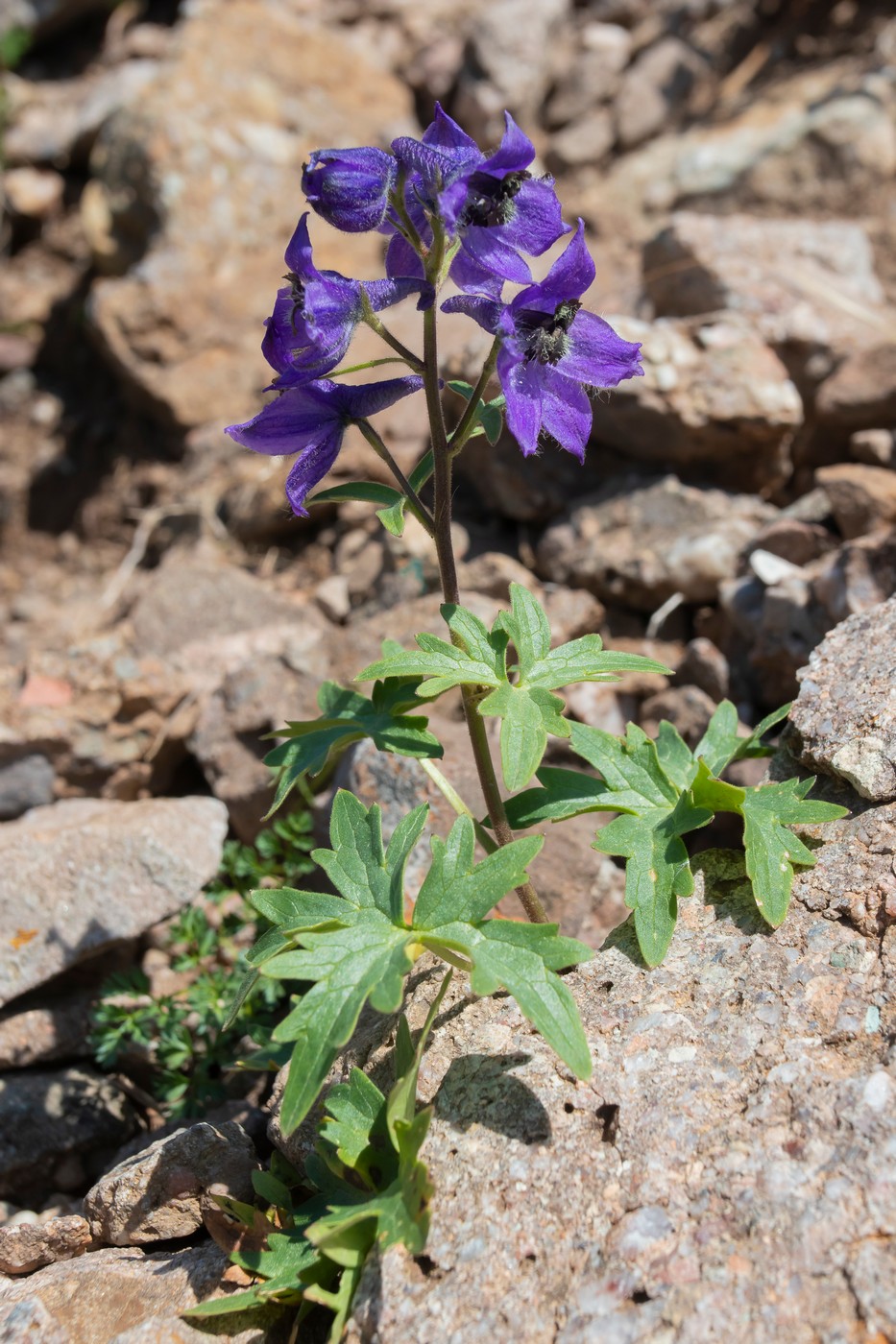 Image of Delphinium caucasicum specimen.