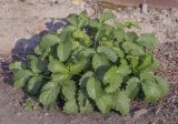 Potentilla norvegica