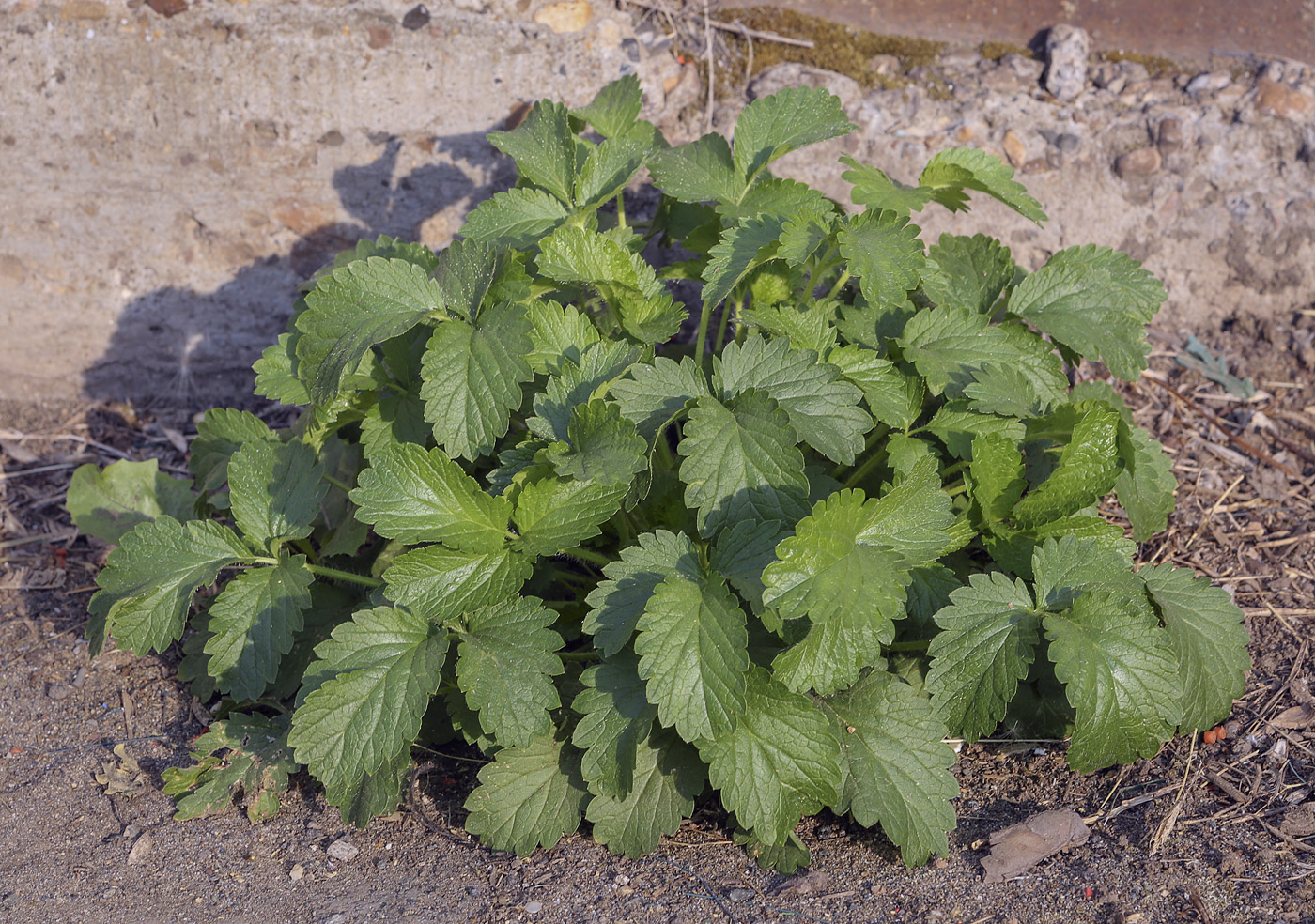 Изображение особи Potentilla norvegica.