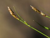 Carex chloroleuca