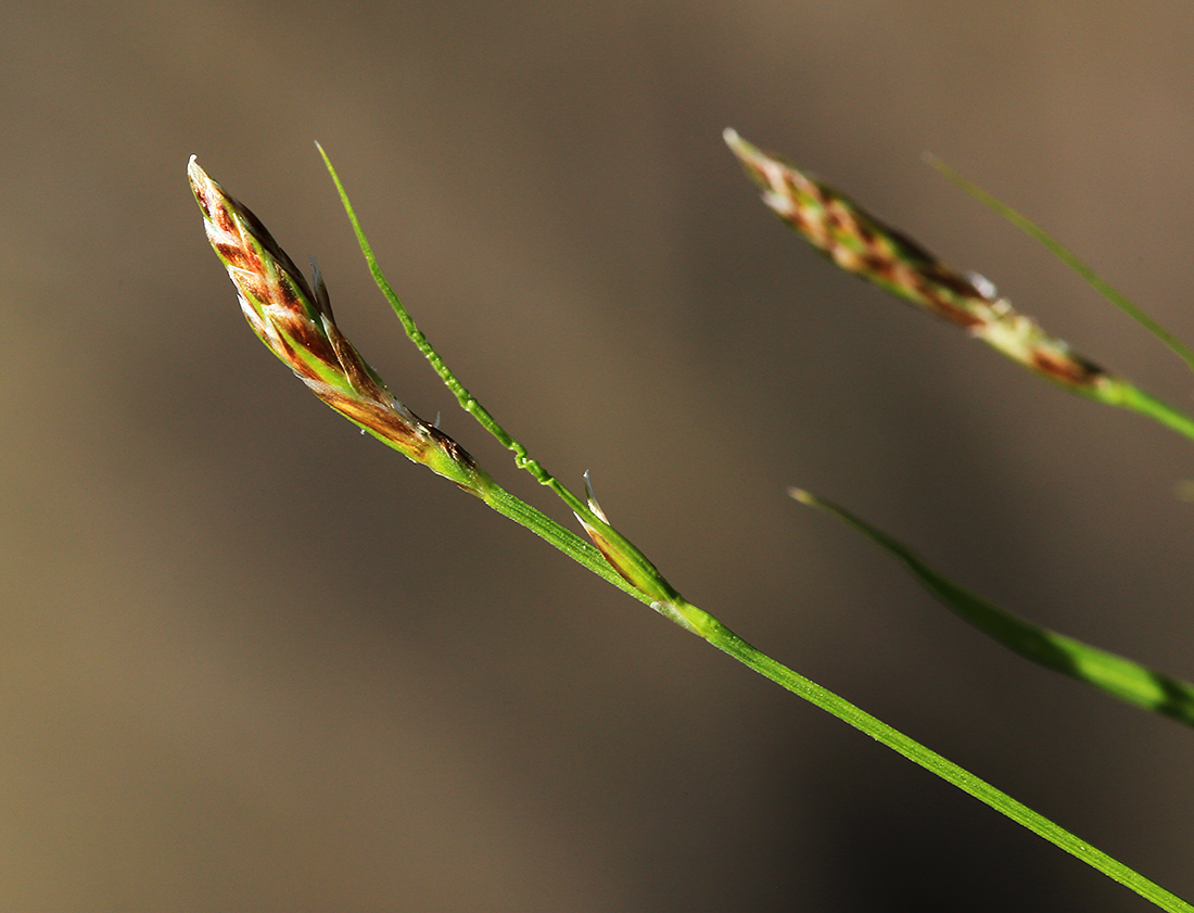 Изображение особи Carex chloroleuca.