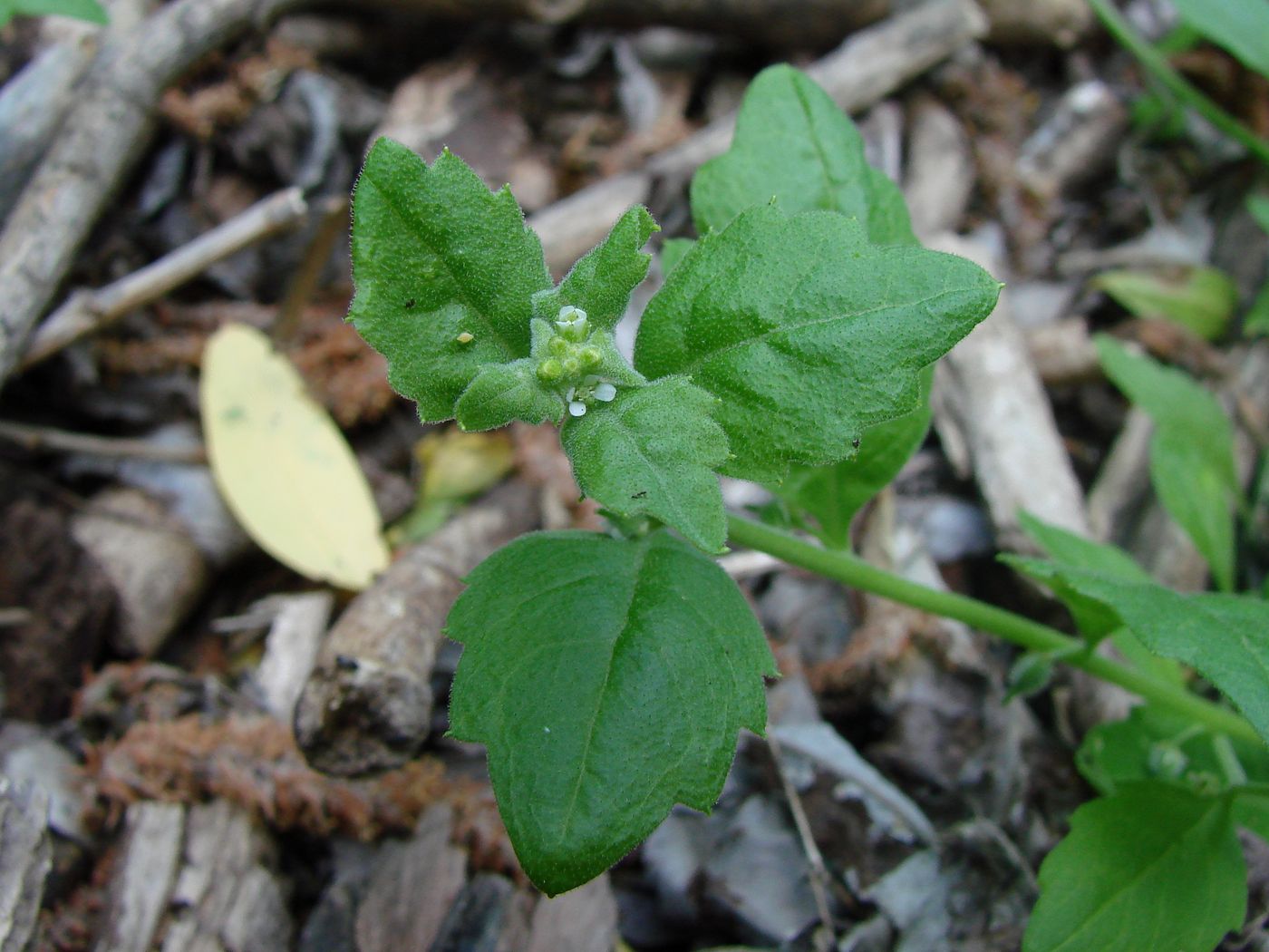 Изображение особи Asperuginoides axillaris.