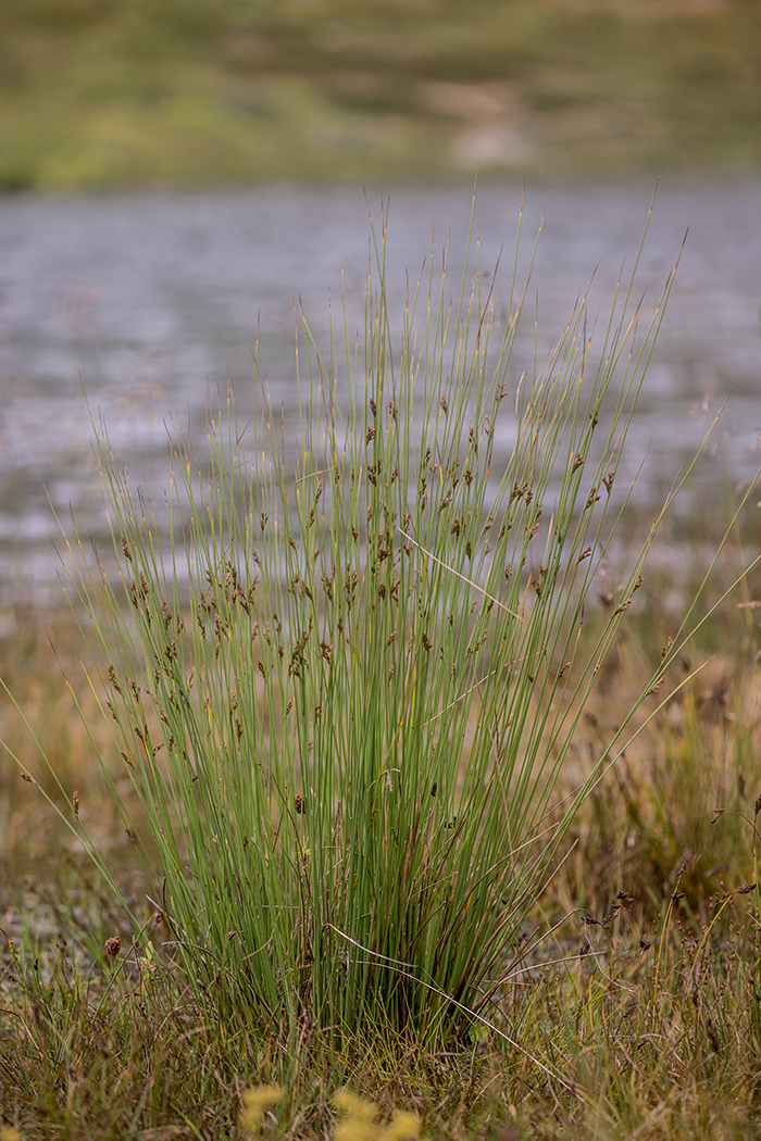 Image of Juncus filiformis specimen.