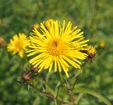 Inula salicina