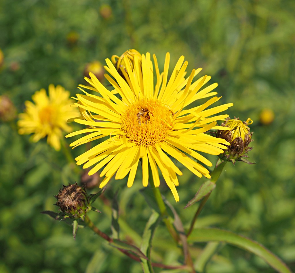 Изображение особи Inula salicina.