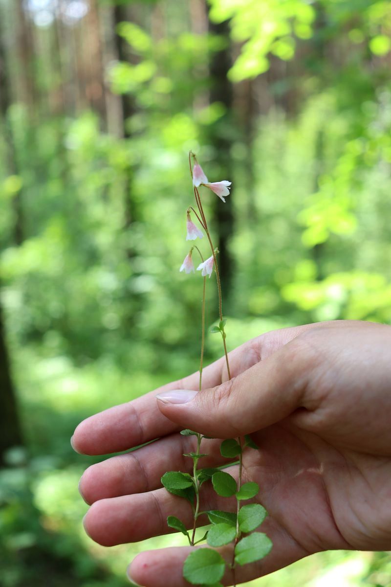 Image of Linnaea borealis specimen.