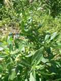 Cirsium setosum