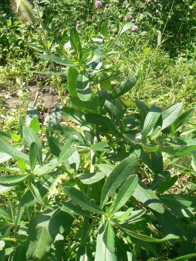 Изображение особи Cirsium setosum.