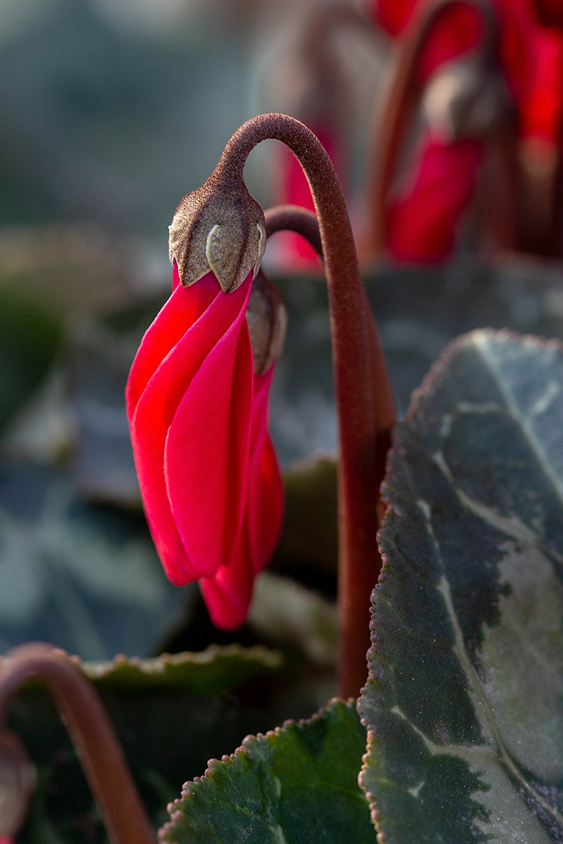 Изображение особи Cyclamen persicum.