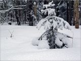 Picea abies. Молодое растение, укрытое снегом. Кузьминский лесопарк. 17.01.2004.