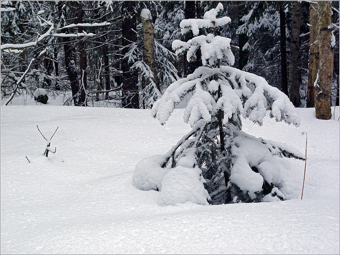 Image of Picea abies specimen.
