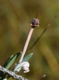 Andromeda polifolia. Верхушка плодоносящего растения. Калужская обл., Спас-Деменский р-н, Большое Игнатовское болото, северо-западный сектор. 09.09.2022.