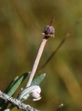 Andromeda polifolia. Верхушка плодоносящего растения. Калужская обл., Спас-Деменский р-н, Большое Игнатовское болото, северо-западный сектор. 09.09.2022.