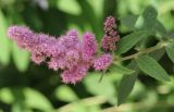 Spiraea &times; billardii