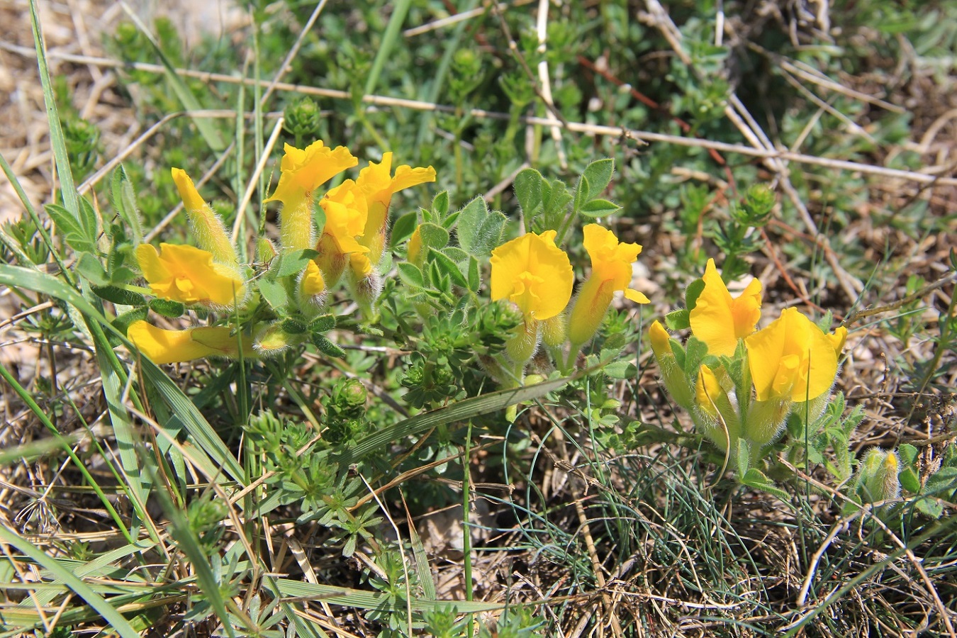 Изображение особи Chamaecytisus polytrichus.