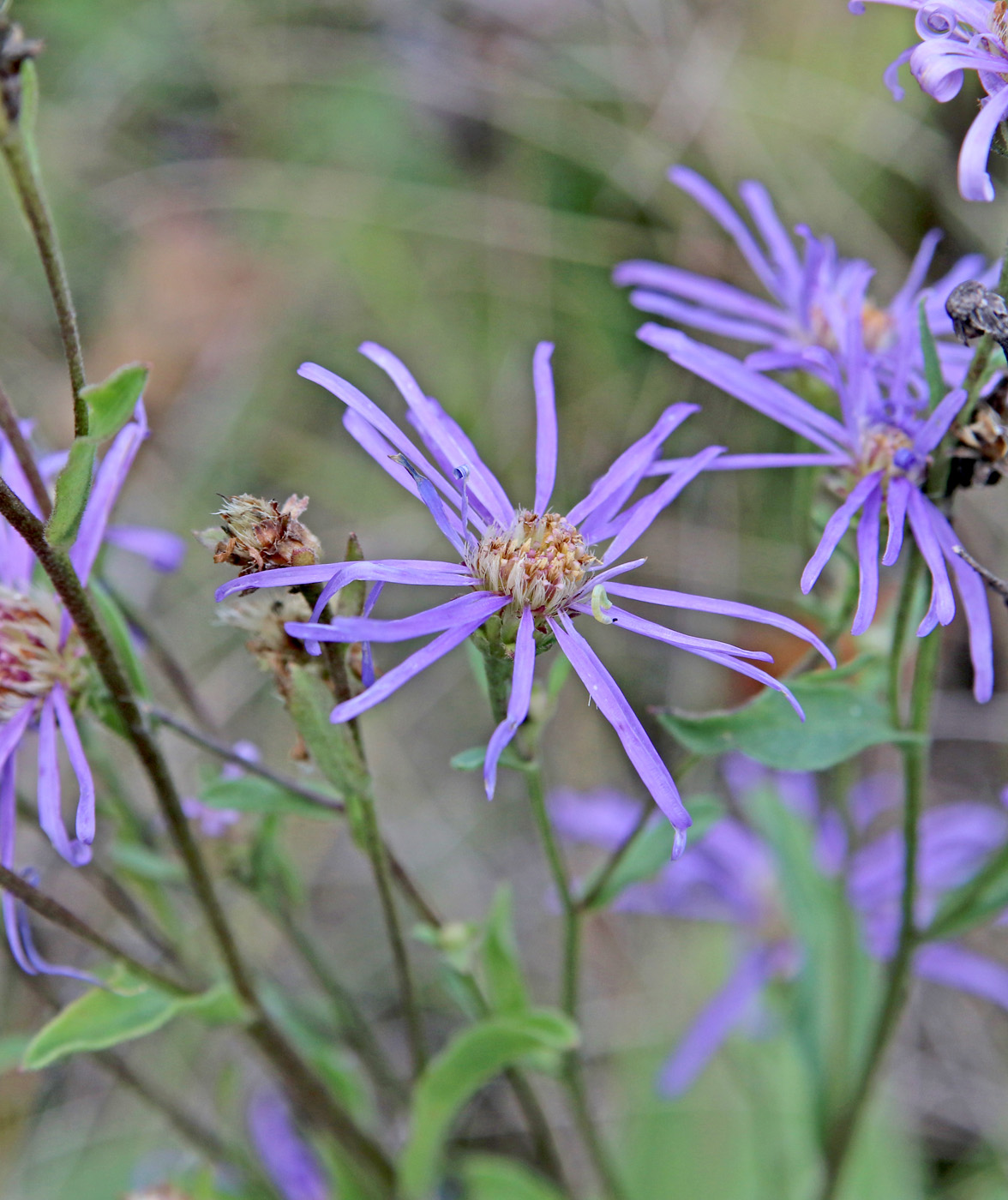 Image of Aster amellus specimen.