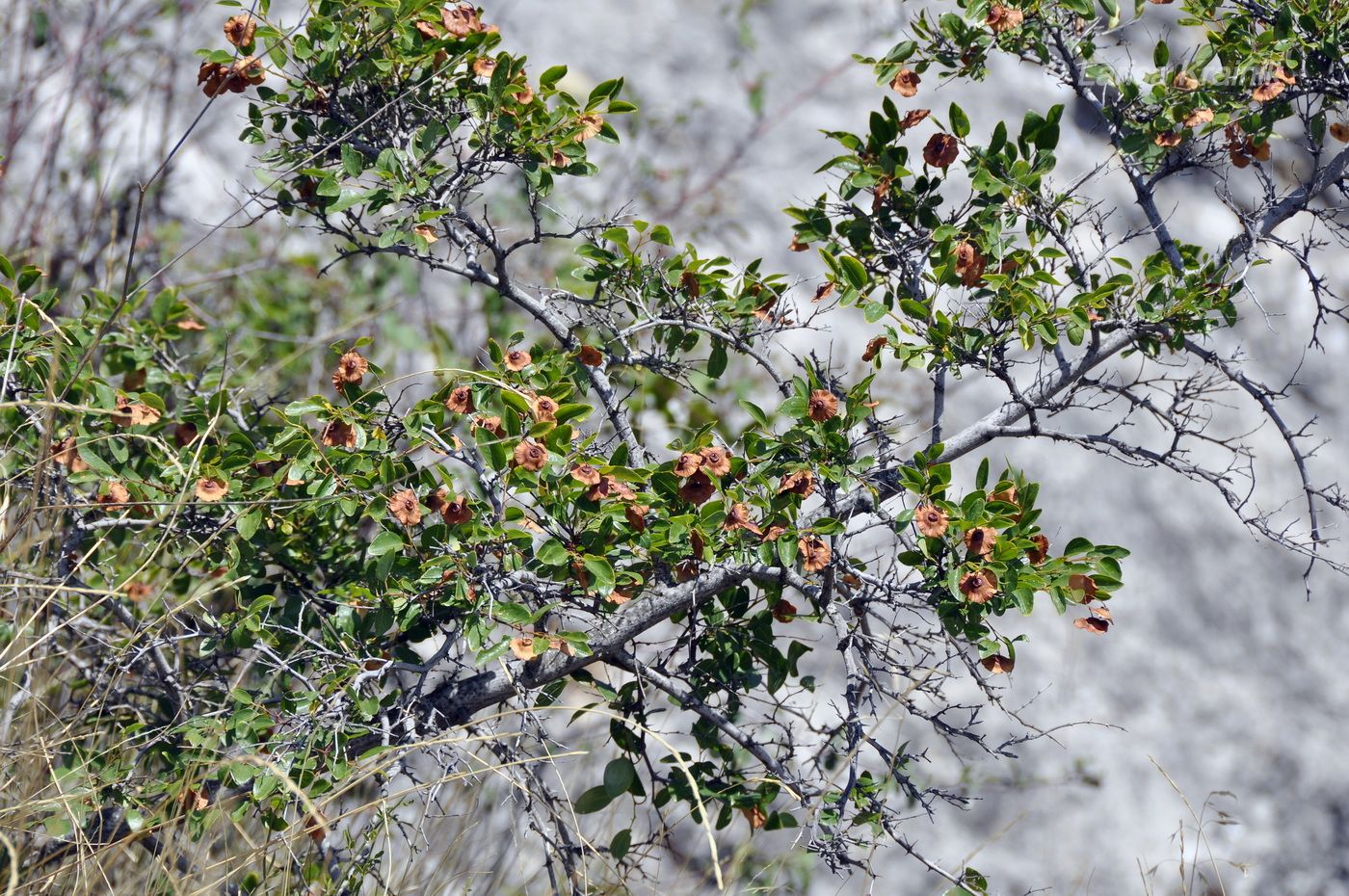 Image of Paliurus spina-christi specimen.