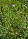 Campanula stevenii