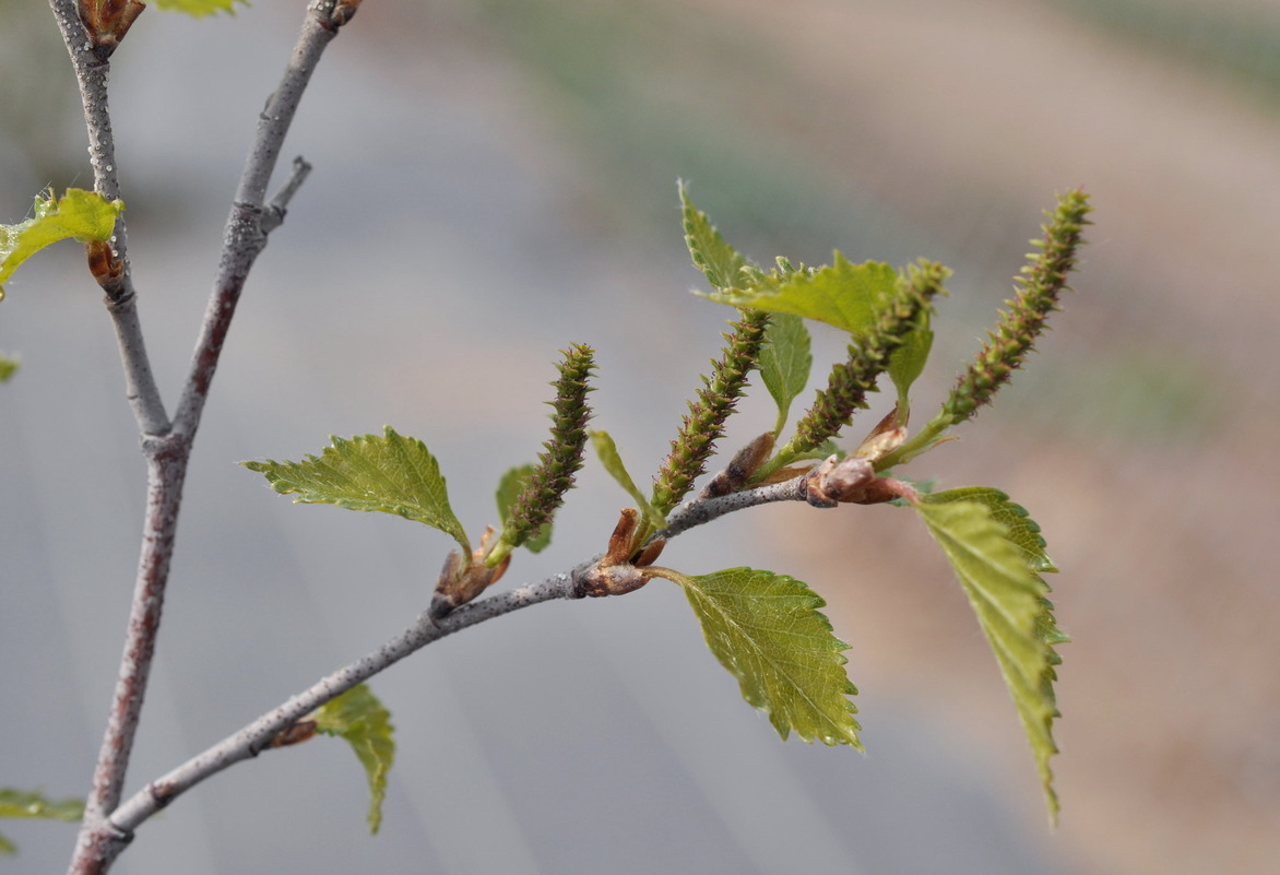 Image of Betula × zabelii specimen.