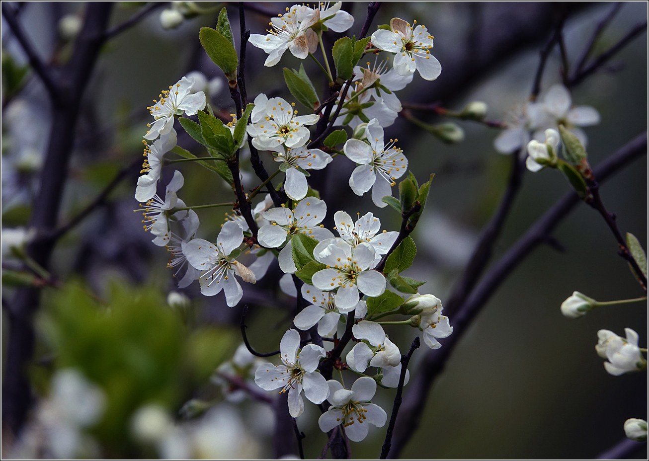 Изображение особи Prunus domestica.