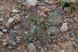 Bolbosaponaria sewerzowii