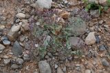 Bolbosaponaria sewerzowii. Цветущее растение. Таджикистан, Согдийская обл., Исфара, глинисто-каменистый склон. 1 мая 2023 г.