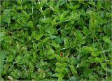 Lysimachia nummularia. Молодые побеги. Московская обл., Раменский р-н, окр. дер. Хрипань, садовый участок. 10.06.2023.