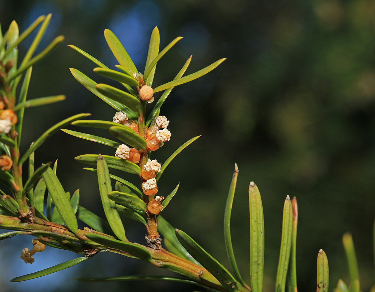 Изображение особи Taxus cuspidata.