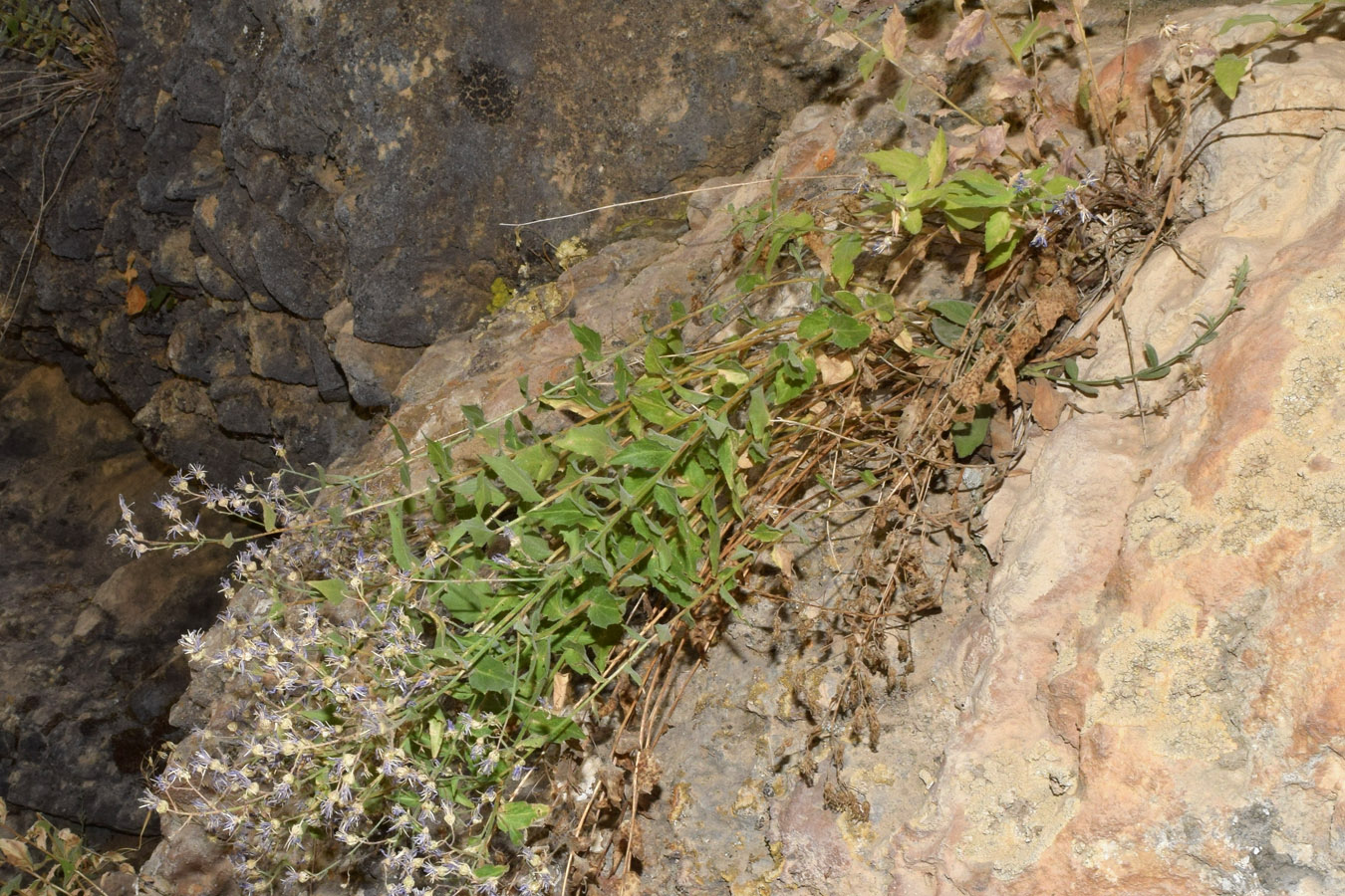 Image of Sergia regelii specimen.