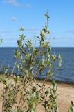 Salix phylicifolia. Обмёрзшие(?) ветви с мёртвыми генеративными почвами на погибших побегах. Ленинградская обл., окр. пос. Большая Ижора, берег Финского залива, гребень песчаного берегового вала. 20.08.2023.