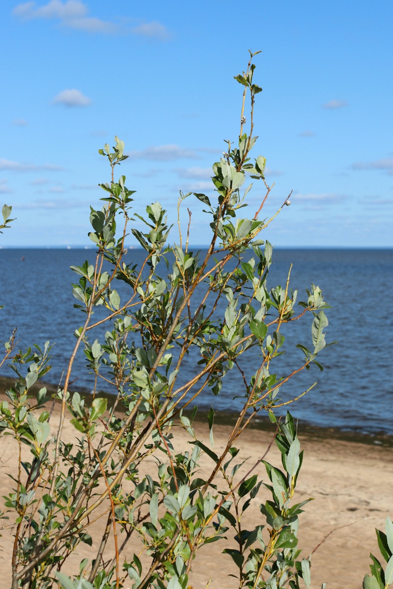 Изображение особи Salix phylicifolia.