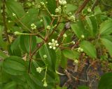 Heptacodium miconioides