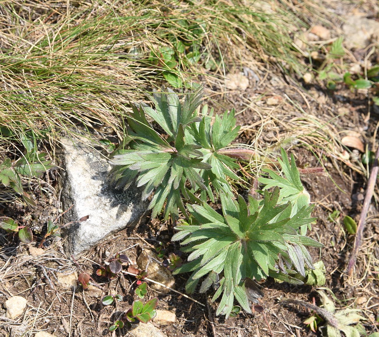 Изображение особи Anemonastrum biarmiense.